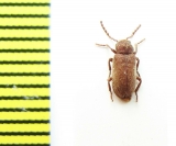 Anobiidae sp.  Morocco - INSECTS-STORE.RU