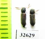 Ptilinus pectinicornis  Poland - INSECTS-STORE.RU