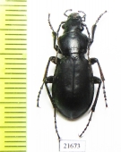 Carabus (Cyclocarabus) sidzhakensis  Uzbekistan - INSECTS-STORE.RU