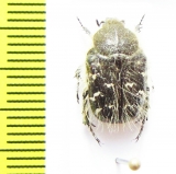 Tropinota paulae  Italy, Sardinia - INSECTS-STORE.RU