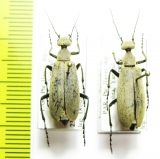 Epicauta sp.  Paraguay - INSECTS-STORE.RU