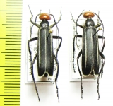 Epicauta sp.  Thailand - INSECTS-STORE.RU