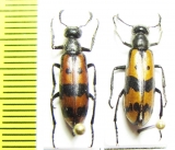 Hycleus khojenticus  Kazakhstan - INSECTS-STORE.RU