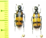 Hycleus ornatus  Israel - INSECTS-STORE.RU