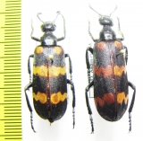 Hycleus phaleratus  India - INSECTS-STORE.RU