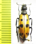 Hycleus sp.  Turkey, Tunceli prov. - INSECTS-STORE.RU