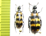 Hycleus tekkensis  Tajikistan - INSECTS-STORE.RU