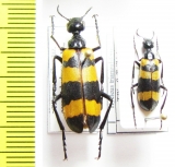 Hycleus trianguliferus  Tajikistan - INSECTS-STORE.RU