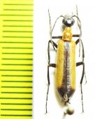 Lydomorphus angusticollis suturellus  Iran - INSECTS-STORE.RU