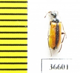 Lydulus sp.  Kazakhstan - INSECTS-STORE.RU