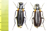 Lydus humeralis, pair  Israel - INSECTS-STORE.RU
