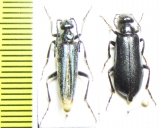 Lytta badakschanica, pair  Uzbekistan - INSECTS-STORE.RU