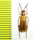 Lytta coccinea  Tajikistan - INSECTS-STORE.RU