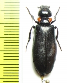 Lytta flavoangulata  India - INSECTS-STORE.RU