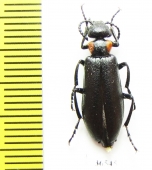 Lytta grumi  Tajikistan - INSECTS-STORE.RU