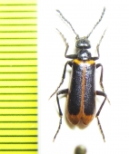 Lytta limbata  India - INSECTS-STORE.RU