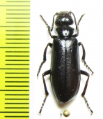 Lytta luteovittata tristis  Uzbekistan - INSECTS-STORE.RU