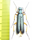 Lytta sayi  Canada - INSECTS-STORE.RU