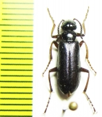 Lytta skrylniki  Afghanistan - INSECTS-STORE.RU