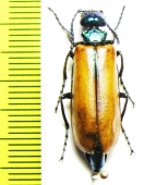 Lytta suturella  Russia, Far East - INSECTS-STORE.RU