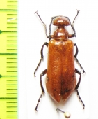 Lytta vrendenburgi  Uzbekistan - INSECTS-STORE.RU