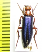 Muzimes caucasicus  Azerbaijan - INSECTS-STORE.RU