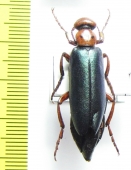 Muzimes caucasicus  Russia, Daghestan reg. - INSECTS-STORE.RU