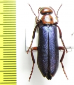 Muzimes dersimensis  Turkey - INSECTS-STORE.RU