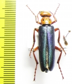 Muzimes jureckovae  Georgia - INSECTS-STORE.RU