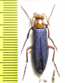 Muzimes nigricornis  Azerbaijan - INSECTS-STORE.RU