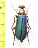 Muzimes nigricornis  Azerbaijan - INSECTS-STORE.RU