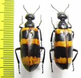 Mylabris ? cincta  Turkey, Antalya prov. - INSECTS-STORE.RU