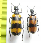 Mylabris cincta  Armenia - INSECTS-STORE.RU