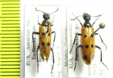 Mylabris fabricii  Russia, Astrakhan reg. - INSECTS-STORE.RU