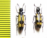 Mylabris quadrisignata  Kazakhstan - INSECTS-STORE.RU