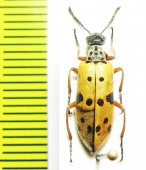 Mylabris sedecimpunctata  Kazakhstan - INSECTS-STORE.RU