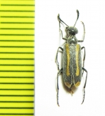 Mylabris trifascis  Kazakhstan - INSECTS-STORE.RU