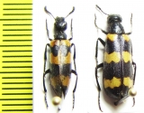 Mylabris variabilis  Turkey/Turkmenia - INSECTS-STORE.RU