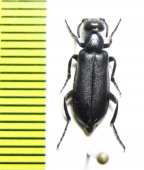 Oenas sericeus  Morocco - INSECTS-STORE.RU