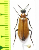 Oenas tarsensis  Armenia - INSECTS-STORE.RU