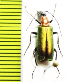 Stenodera anatolica  Turkey - INSECTS-STORE.RU