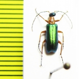 Stenodera coeruleiceps  Turkey, Amasya prov. - INSECTS-STORE.RU