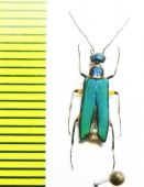 Stenodera puncticollis  Israel - INSECTS-STORE.RU