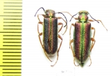 Teratolytta kaszsbi, pair  Uzbekistan - INSECTS-STORE.RU