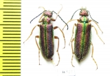 Teratolytta kaszsbi, pair  Uzbekistan - INSECTS-STORE.RU