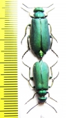 Teratolytta optabilis, pair  Georgia - INSECTS-STORE.RU