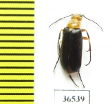 Zonitis sp.  Tajikistan - INSECTS-STORE.RU