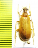 Zonitoshema sp.  Malaysia, Borneo - INSECTS-STORE.RU