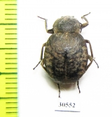 Tenebrionidae sp.  Zambia - INSECTS-STORE.RU