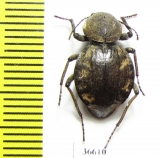 Tenebrionidae sp.  Zambia - INSECTS-STORE.RU